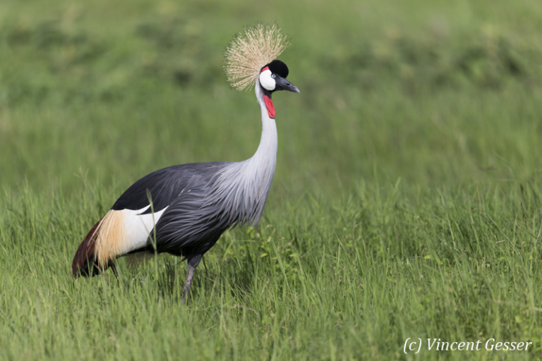 Grue royale 020 _DY_7763 Gesser Images and Photography