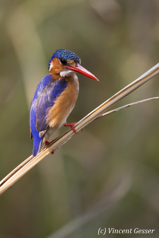 Malachite Kingfisher 009 _DY_4869 - Gesser Images and Photography