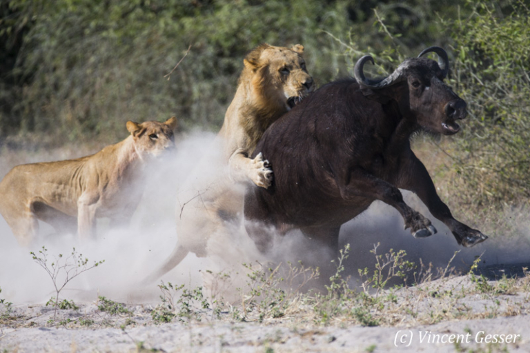 Lion And Buffalo 007 DX 1587 Gesser Images And Photography lion-and-buffalo-007-dx-1587-gesser-images-and-photography