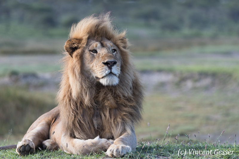 Lion 115 _X215747 - Gesser Images and Photography