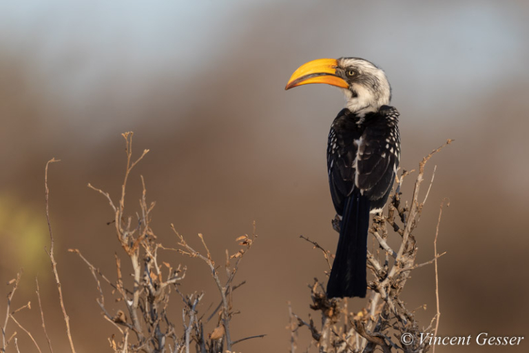 Calao a bec jaune 001 _X211469 Gesser Images and Photography